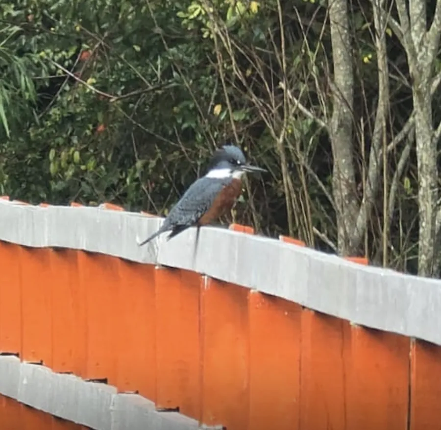 Martín pescador posado sobre un muro de ladrillo, con el bosque detrás