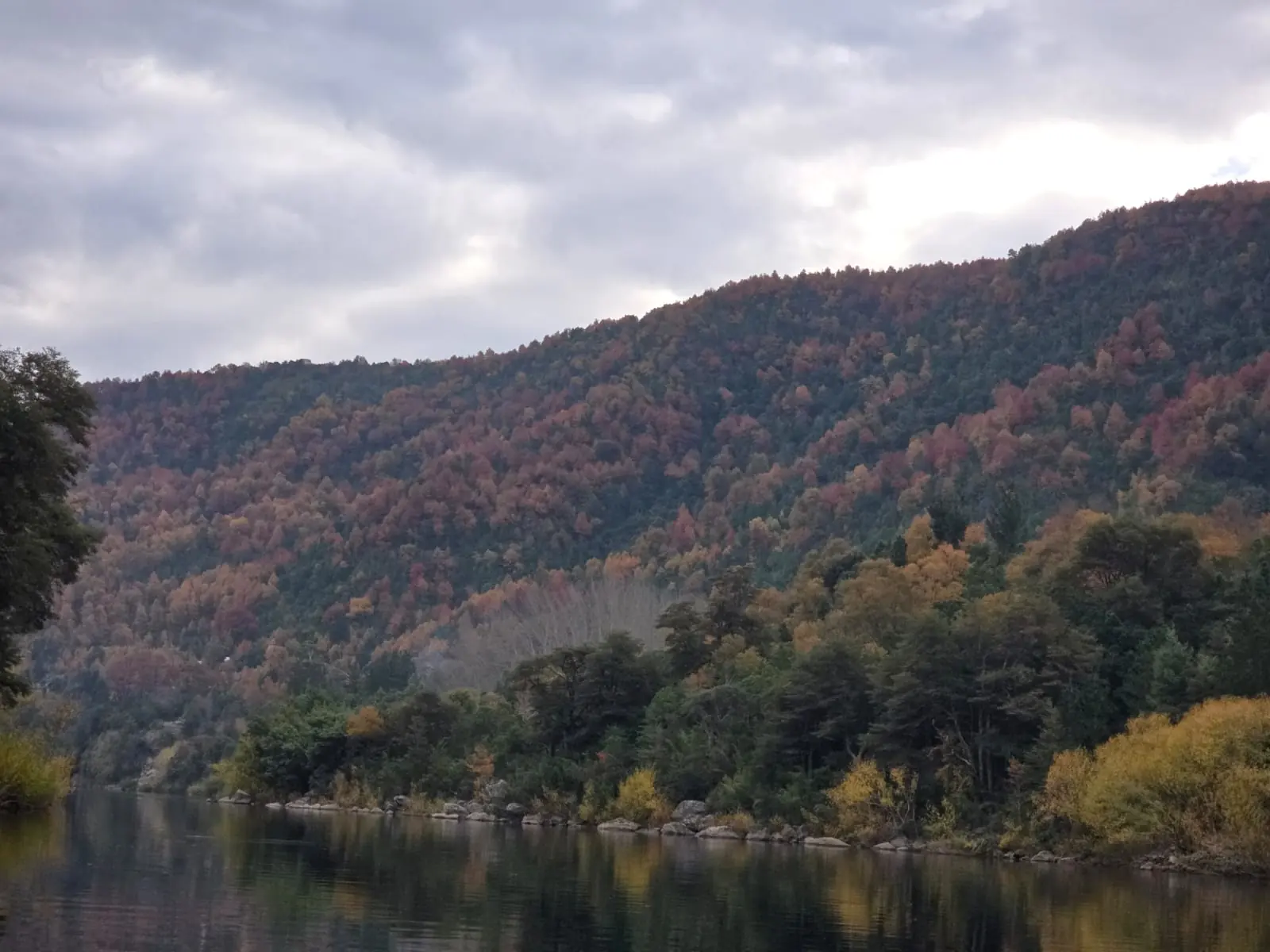Ladera cubierta de bosque nativo en otoño, reflejada sobre el agua