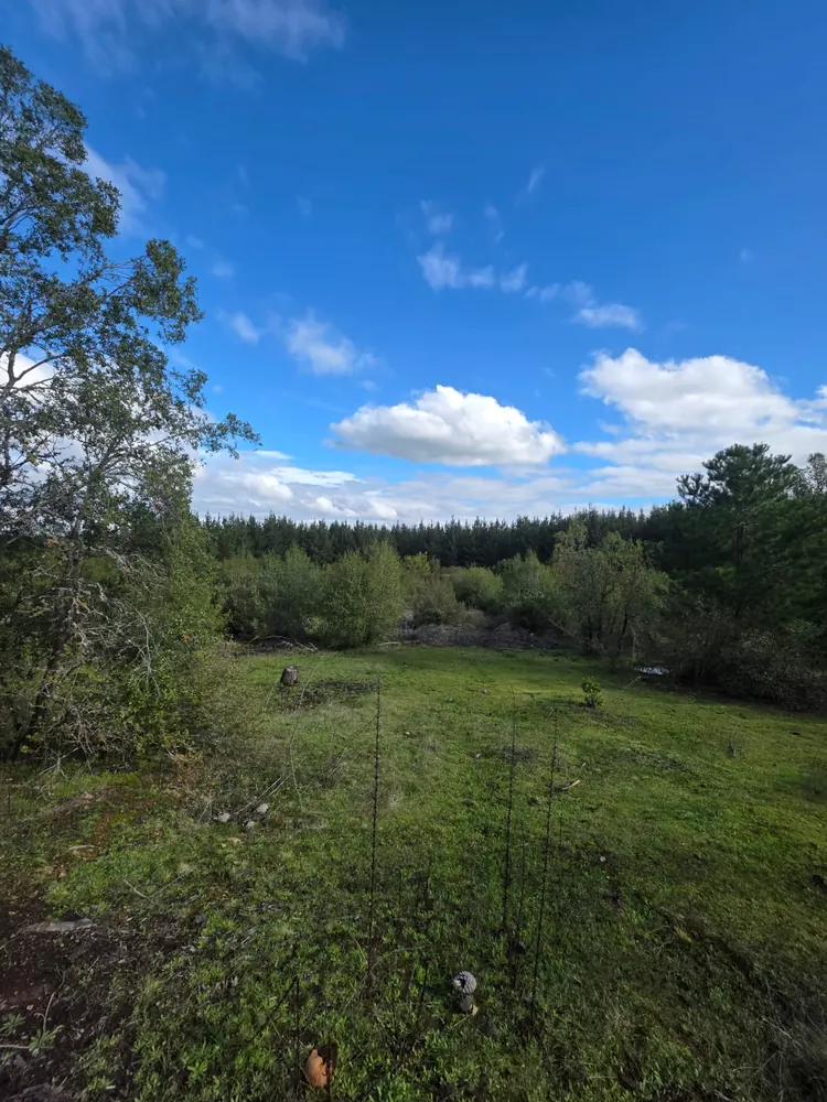 Claro del terreno del club con pasto nuevo y la línea de bosque al fondo