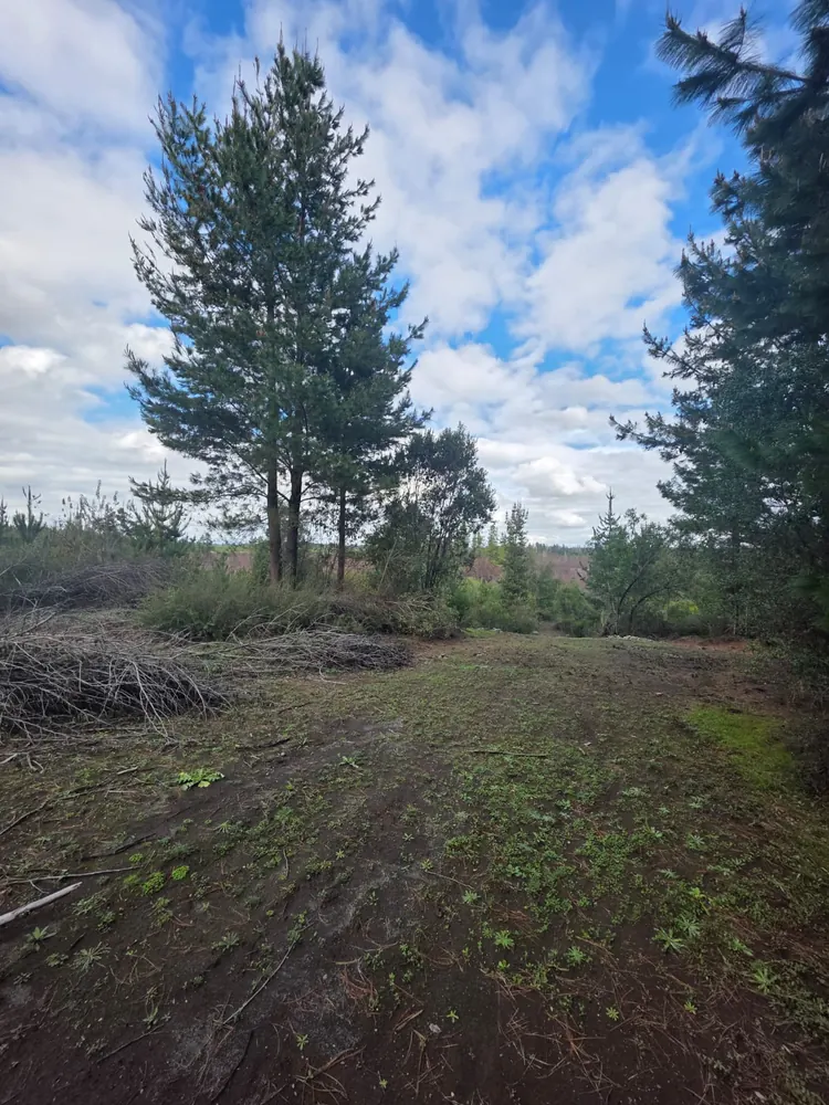 Franja de acceso despejada en el terreno, con un pino alto al centro